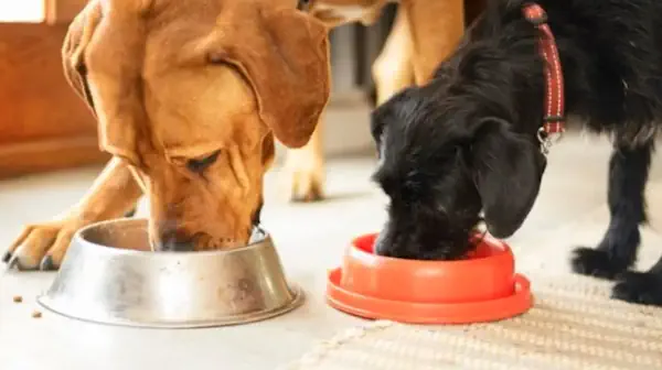 собаки харчування